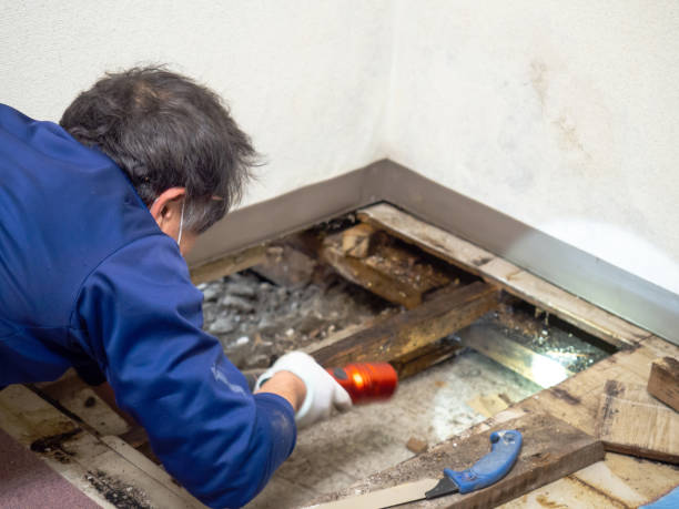 Best Post-Flood Mold Remediation in Socorro, TX