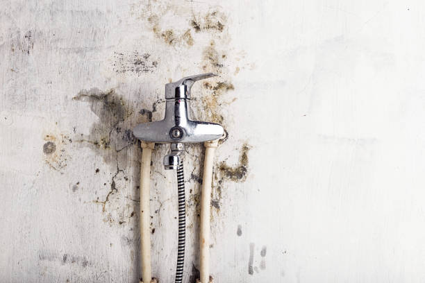 Best Localized Mold Remediation (e.g., coastal areas, humid climates) in Socorro, TX
