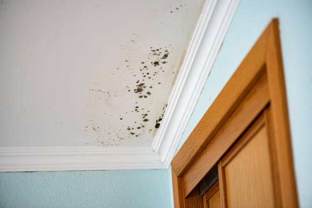Best Residential Mold Remediation in Socorro, TX