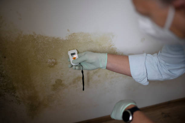Socorro, TX Mold Remediation Company
