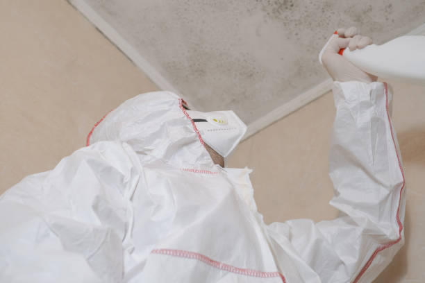 Best Attic Mold Remediation in Socorro, TX