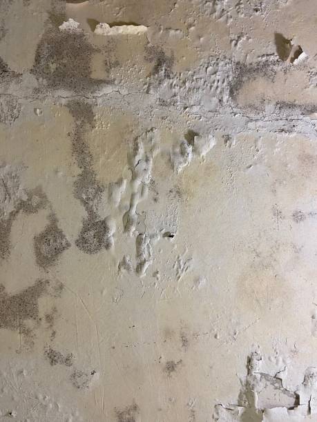 Best Basement Mold Remediation in Socorro, TX