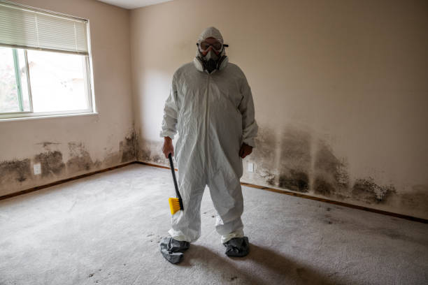 Professional Mold Remediation in Socorro, TX