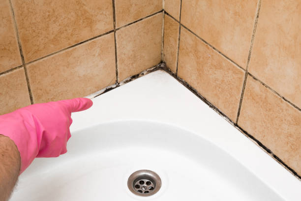 Best Emergency Mold Remediation in Socorro, TX